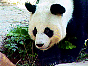  panda1.jpg