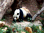  panda2.jpg