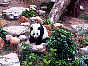  panda3.jpg