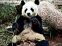  panda4.jpg
