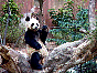  panda5.jpg