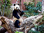  panda6.jpg