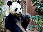  panda7.jpg