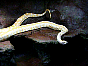 D snake.jpg